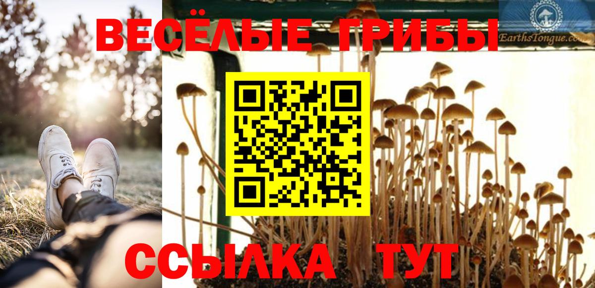 что такое   Галлюциногенные грибы Psilocybe  Вход с VPN  Лесной  Галлюциногенные грибы Psilocybe 